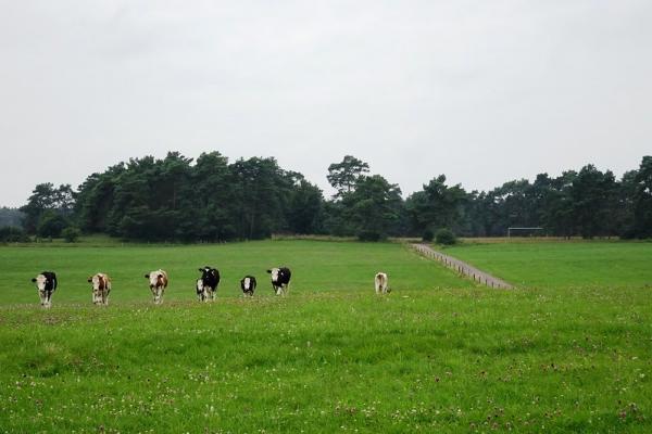 Waldstadion - Blankenheim/Ahr-Dollendorf