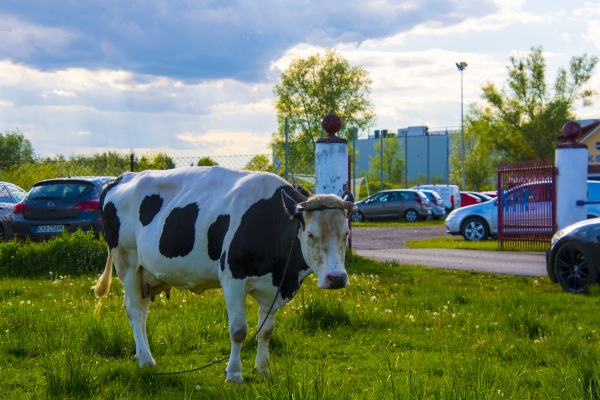 Stadion Lotnik Kryspinów - Kryspinów