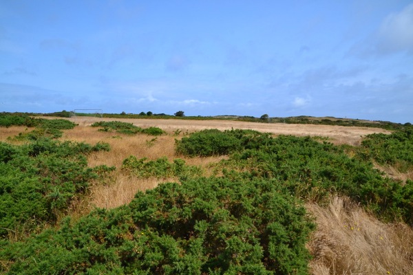 L'Ancresse Common Field - Vale, Guernsey, Channel Islands