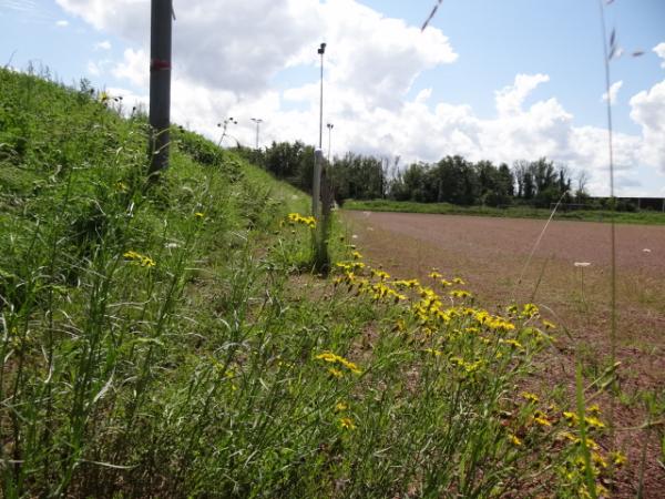 Sportplatz Berrendorf 2 - Elsdorf/Rheinland-Berrendorf