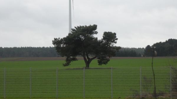 Stadion an der einsamen Kiefer - Bernau bei Berlin-Lobetal