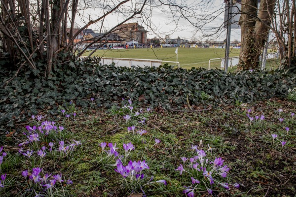 Frisch-Auf-Stadion - Wurzen