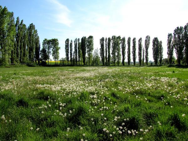Stadion Am Werk - Hohenmölsen-Wählitz