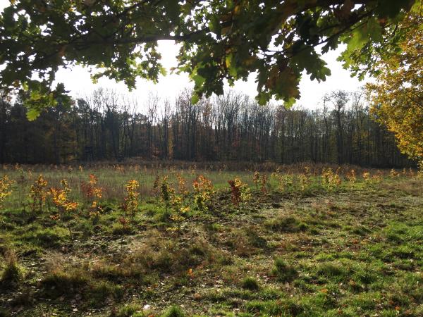 Sportplatz Happelter - Schwalmtal/Niederrhein-Amern