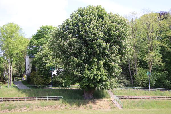 Eugen Hoffer Stadion - Stolpen-Lauterbach 