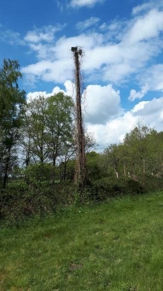 Waldsportplatz Heede - Heede