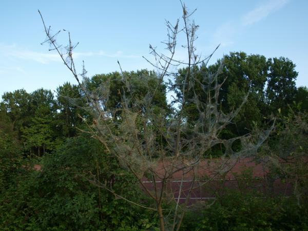 Mendespielplatz 4 - Dortmund-Lindenhorst