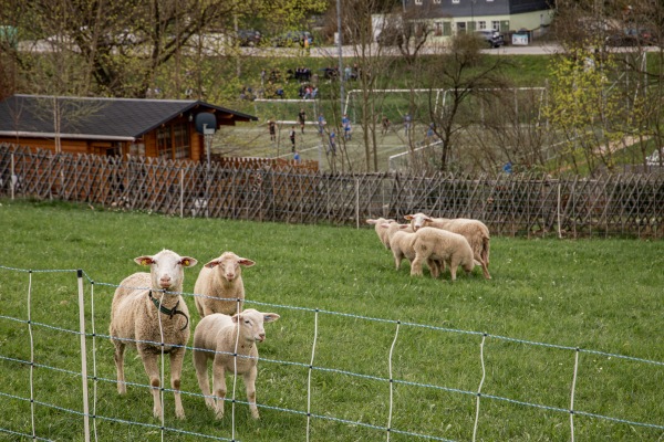 Sportplatz Affalter - Lößnitz-Affalter