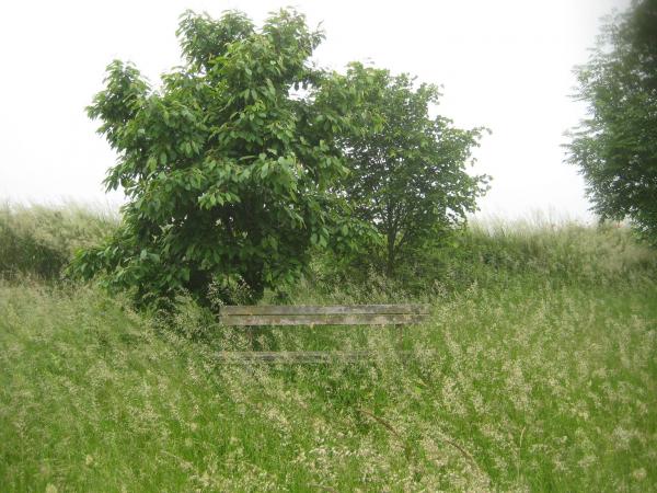 Sportplatz Domersleben - Wanzleben-Börde-Domersleben