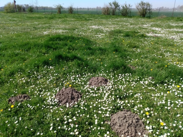 Sportplatz Ameln - Titz-Ameln