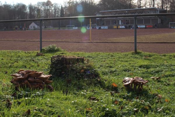 Sportplatz Am Birkenberg A - Leverkusen-Opladen