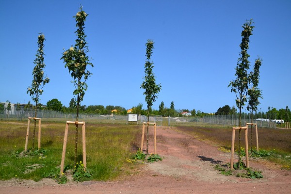 Sportplatz Hanshäger Straße - Zingst