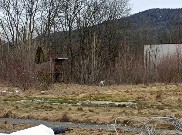 Almbacharena - Hallein