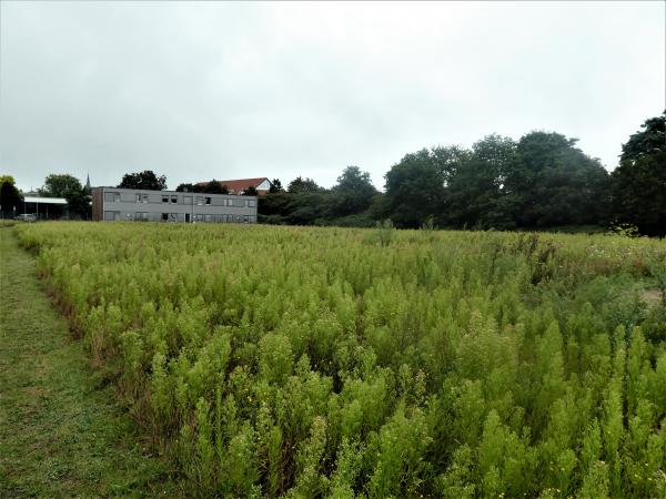 Sportplatz Am Hallenbad - Hamminkeln