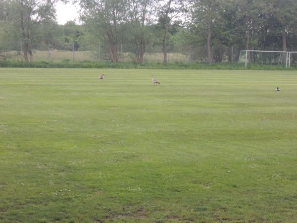 Stadion an der Sandkaute Nebenplatz 2 - Riedstadt-Wolfkehlen