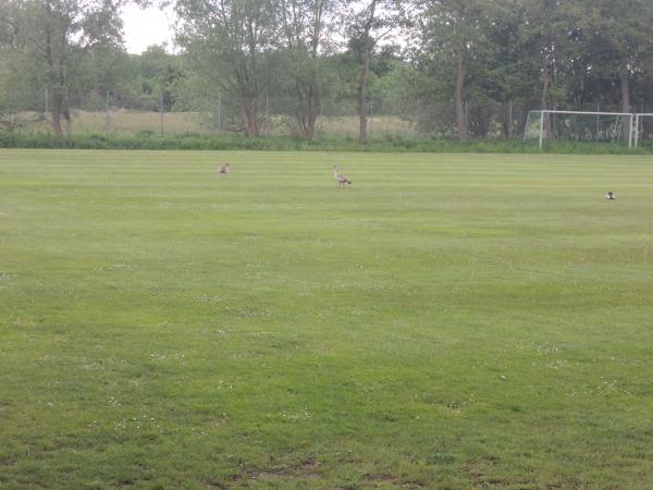 Stadion an der Sandkaute Nebenplatz 2 - Riedstadt-Wolfkehlen