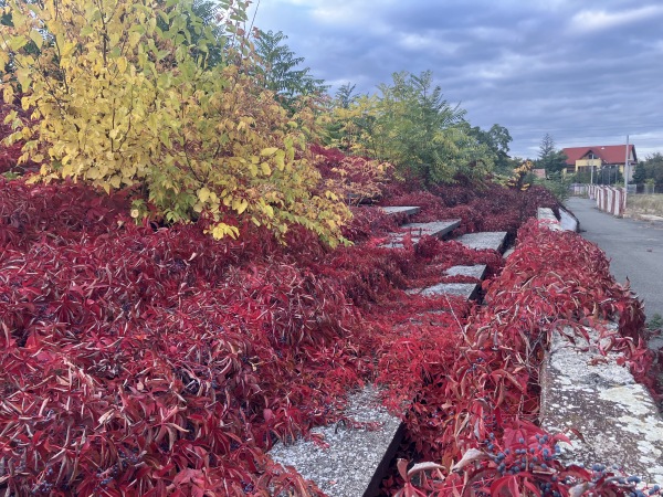 Stadionul CFR - Timișoara