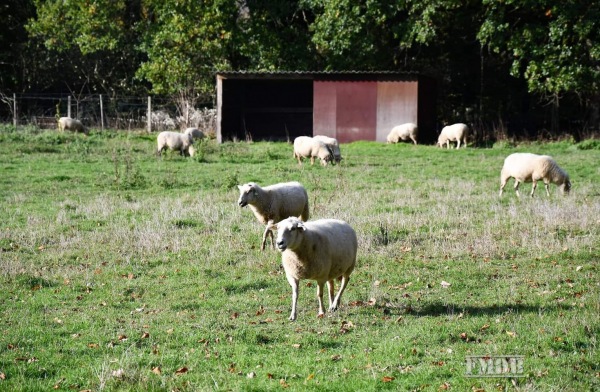 Sportpark Pietersheim Terrein 3 - Lanaken