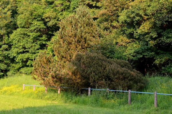 Sportplatz an der A1 - Nettersheim-Engelgau