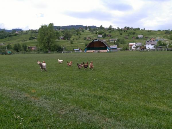 Stadion Hoverla - Yasinia