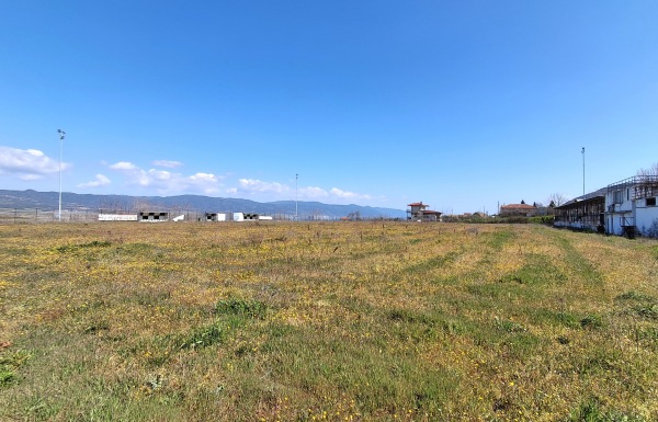 Gipedo Thyella Peristerona - Peristerona