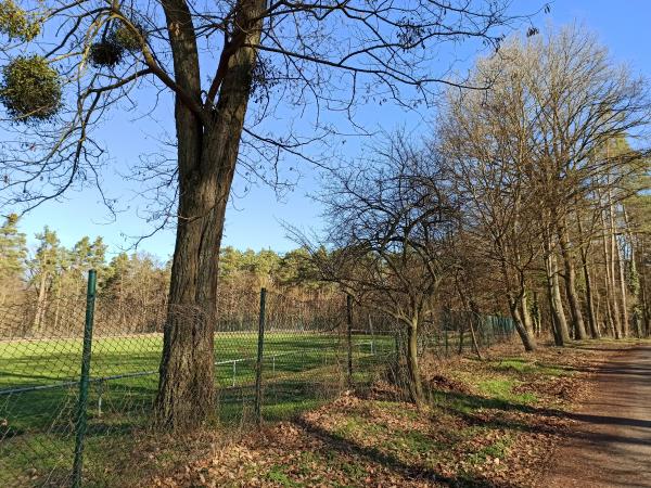 Sportanlage Waldstraße - Berg/Pfalz