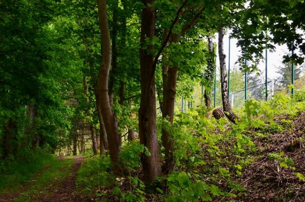 Sportplatz Am Alenberg - Kall-Scheven