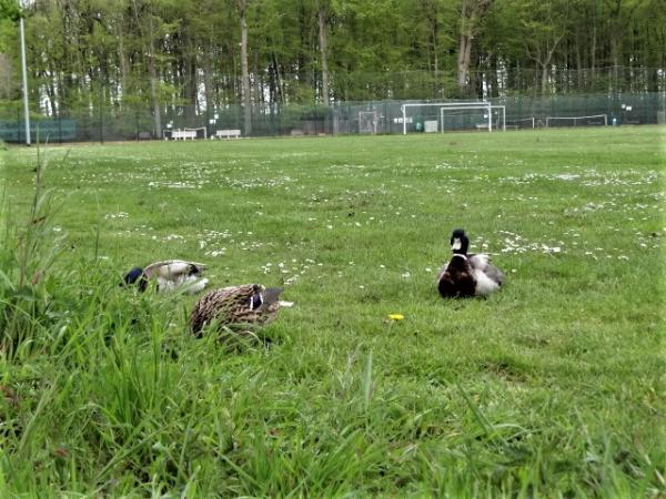 Sportplatz Schützenweg - Goch-Nierswalde