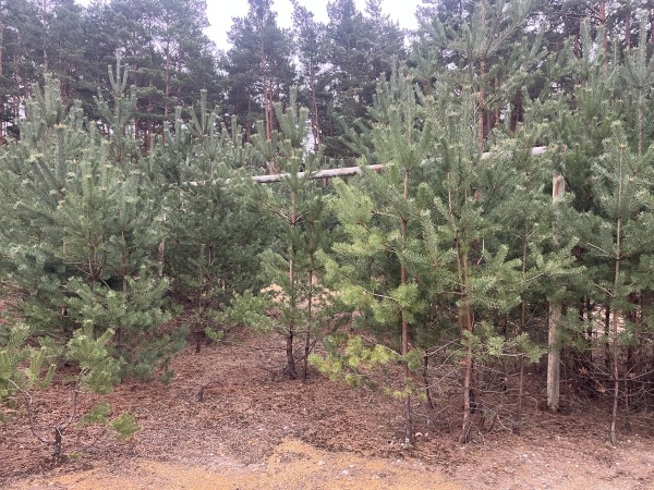 Waldstadion Nebenplatz - Hohenbocka