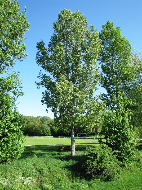 Sportplatz an der Weißen Elster - Schkopau-Ermlitz 