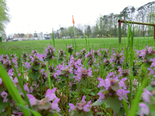 VfL-Sportanlage am Waldstadion - Hockenheim