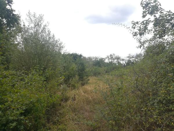 ASV-Sportplatz - Hettenleidelheim